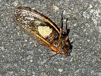 Massospora cicadina image