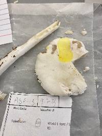 Amanita amerivirosa image