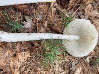 Amanita amerivirosa image