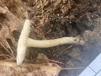 Amanita canadensis image