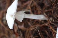 Amanita amerivirosa image