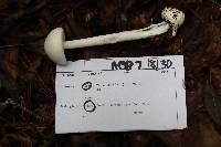 Amanita amerivirosa image