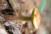 Aureoboletus betula image