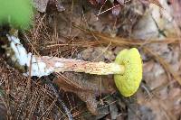 Aureoboletus betula image