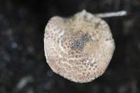 Echinoderma perplexum image