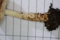 Echinoderma perplexum image