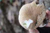Boletus occidentalis image