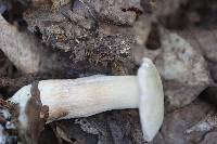 Imleria pallida image