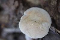 Imleria pallida image