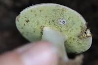 Imleria pallida image