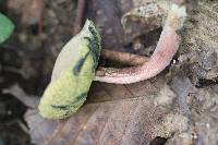 Xerocomus truncatus image