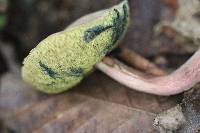 Xerocomus truncatus image