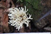 Sebacina candida image