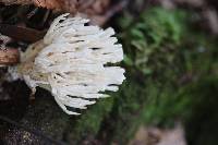 Sebacina candida image