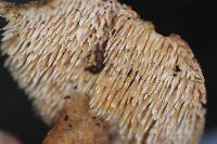 Hydnum mulsicolor image