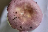 Russula subtilis image