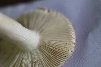 Russula subtilis image