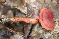 Cortinarius harrisonii image