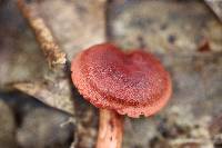Cortinarius harrisonii image