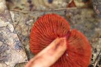 Cortinarius harrisonii image