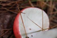Russula pseudopeckii image
