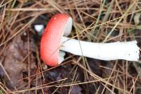 Russula pseudopeckii image