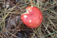 Russula pseudopeckii image