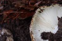 Russula vesicatoria image