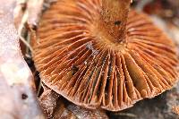 Cortinarius coalescens image