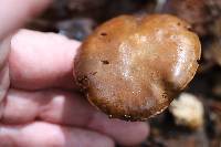 Cortinarius coalescens image