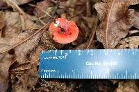 Russula pseudopeckii image