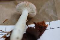 Russula pseudopeckii image