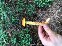 Aureoboletus betula image