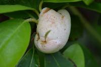Exobasidium rhododendri image