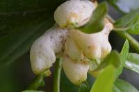 Exobasidium rhododendri image