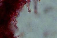 Exobasidium rhododendri image