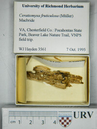 Ceratiomyxa fruticulosa var. fruticulosa image