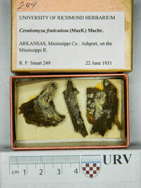 Ceratiomyxa fruticulosa var. fruticulosa image