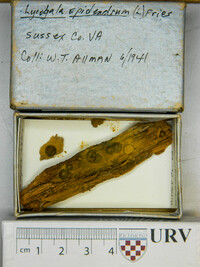 Lycogala epidendrum image