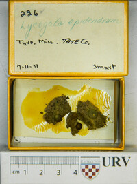Lycogala epidendrum image