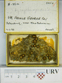 Lycogala epidendrum image