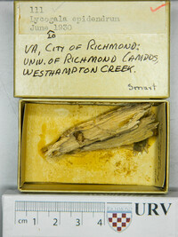 Lycogala epidendrum image