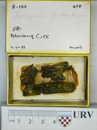 Lycogala epidendrum image