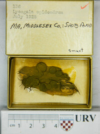 Lycogala epidendrum image