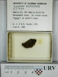 Lycogala epidendrum image