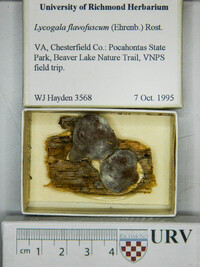 Lycogala epidendrum image