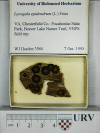 Lycogala epidendrum image