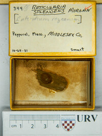 Reticularia splendens image