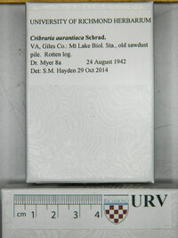 Cribraria aurantiaca image