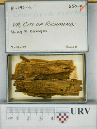 Cribraria aurantiaca image